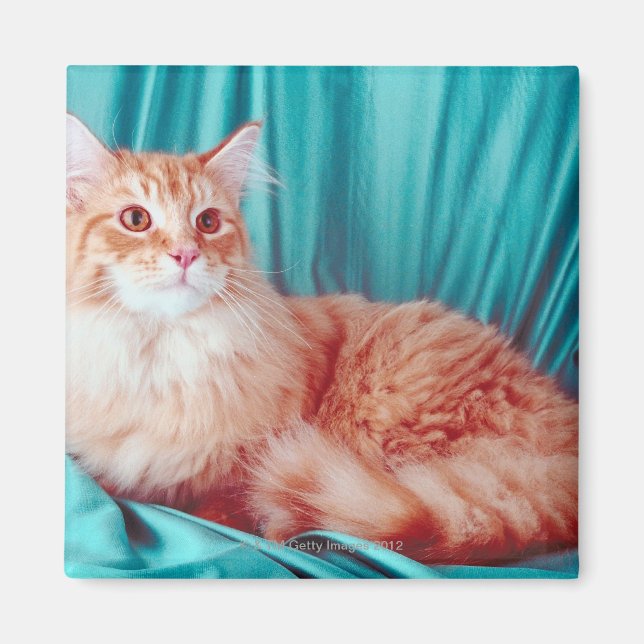 Kattens porträtt magnet (Framsidan)