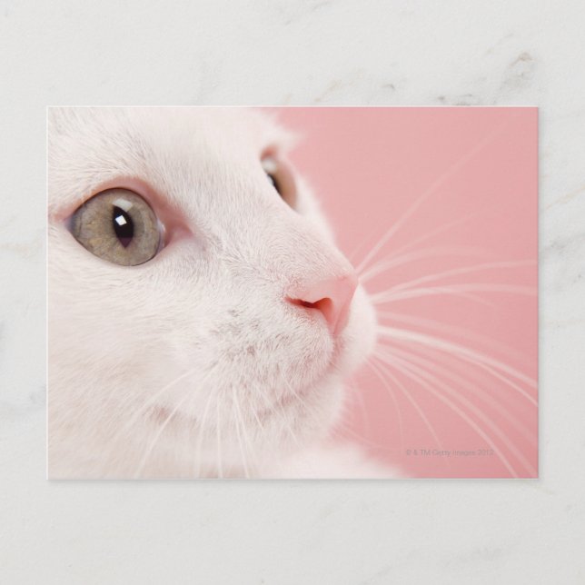 Kattens porträtt vykort (Framsida)