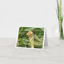 Kattens regelblankanteckningskort