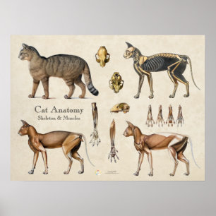 Kattens skelett- och muskelanatomi poster