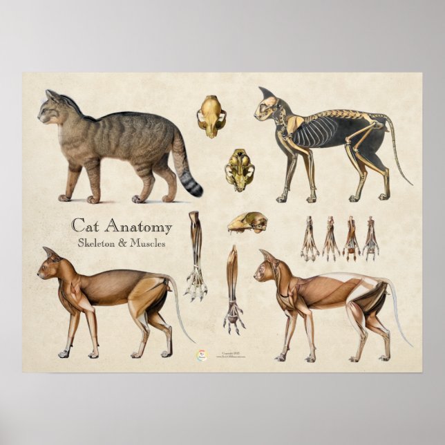 Kattens skelett- och muskelanatomi poster (Framsidan)