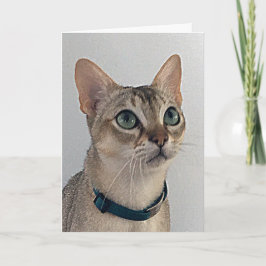 Kattens Snarky Apology Birthday Kort