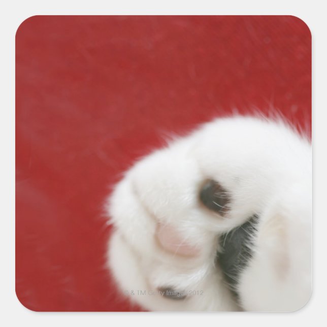 Kattens tass fyrkantigt klistermärke (Framsida)