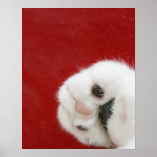 Kattens tass poster (Framsidan)