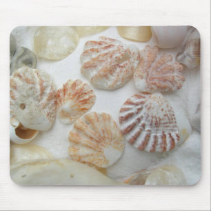 Kattens Tass Seashells Musmatta