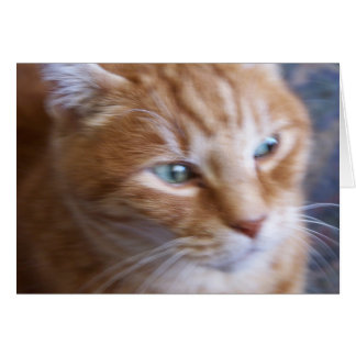 katter 002 hälsningskort