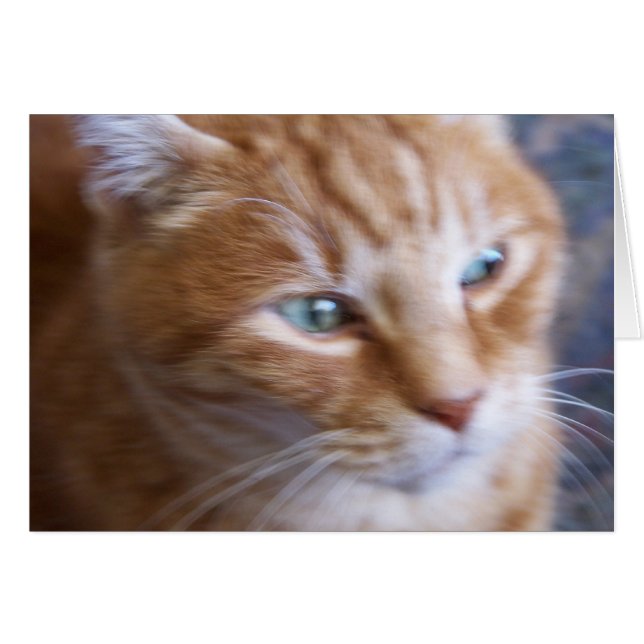 katter 002 hälsningskort (Framsidan Horizontal)