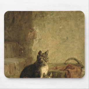 Katter 1883 musmatta