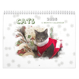 Katter 2024 - kalender