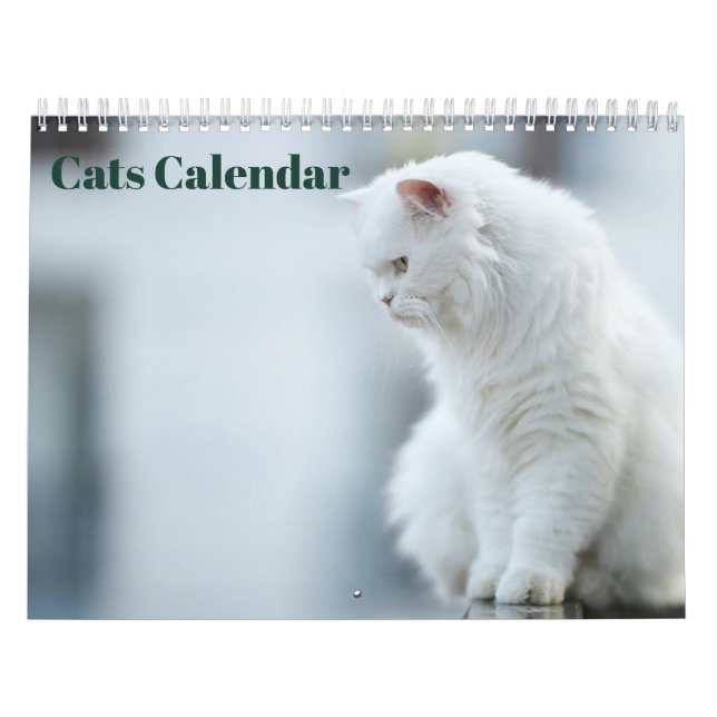 Katter 2027 kalender (Omslag)