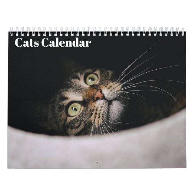 Katter 2027 Kalender (Omslag)