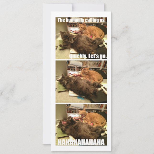 Katter är a-hål (Framsida)