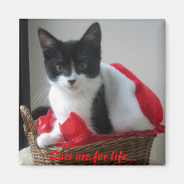 Katter är för livet.. magnet