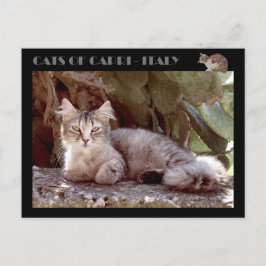 Katter av Capri - Italien Vykort