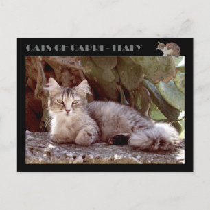 Katter av Capri - Italien Vykort
