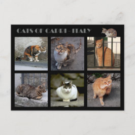 Katter av Capri - Italien Vykort