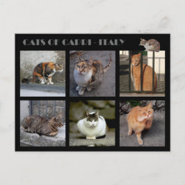 Katter av Capri - Italien Vykort