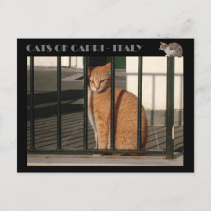 Katter av Capri, röd orange tabby katt - Italien Vykort
