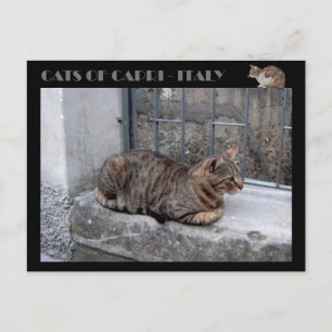 Katter av Capri, tabby katt - Italien Vykort