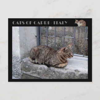 Katter av Capri, tabby katt - Italien Vykort