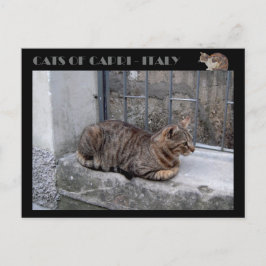 Katter av Capri, tabby katt - Italien Vykort