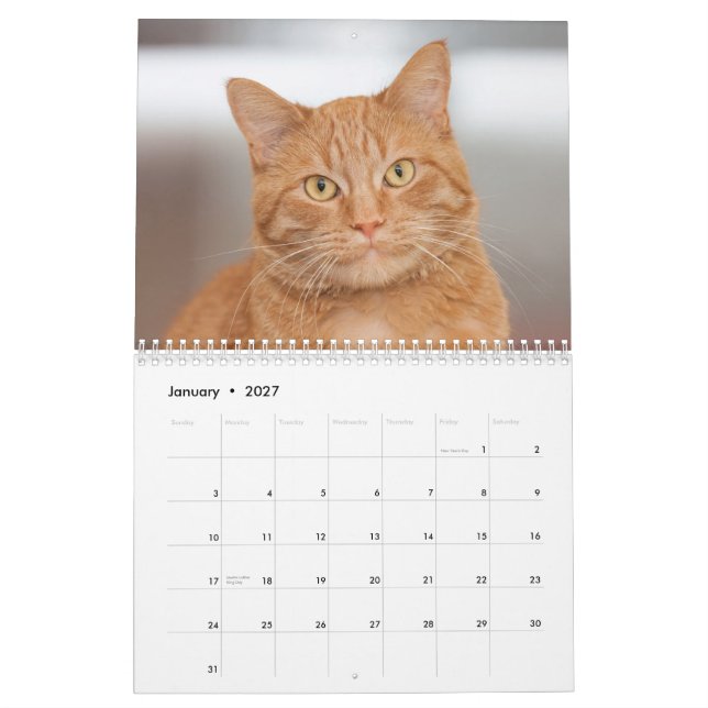 Katter av Cats Cradle Shelter 2014 Kalender (Jan 2027)