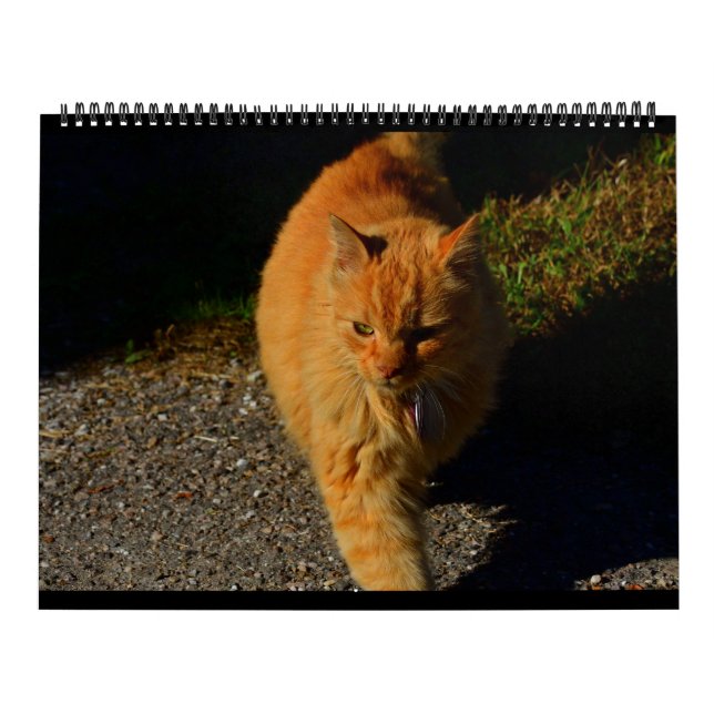 Katter av Vermont 2024 Kalender (Omslag)