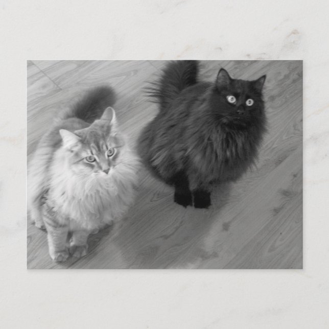 katter b n w vykort (Framsida)