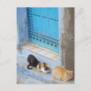 Katter, Chefchaouen, Marocko Vykort