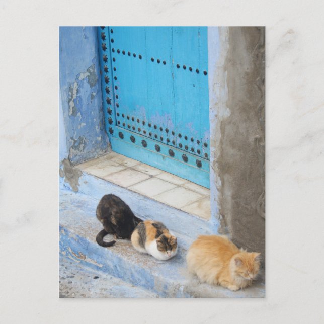 Katter, Chefchaouen, Marocko Vykort (Framsida)