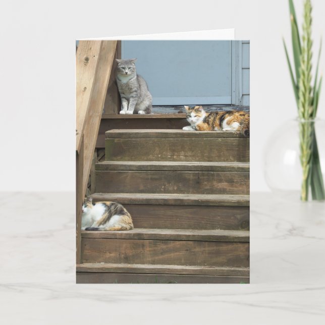 Katter, födelsedag kort (Framsida)