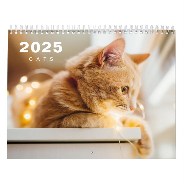 Katter Foto Modern 2025-kalender Kalender (Omslag)