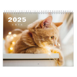 Katter Foto Modern 2025-kalender Kalender