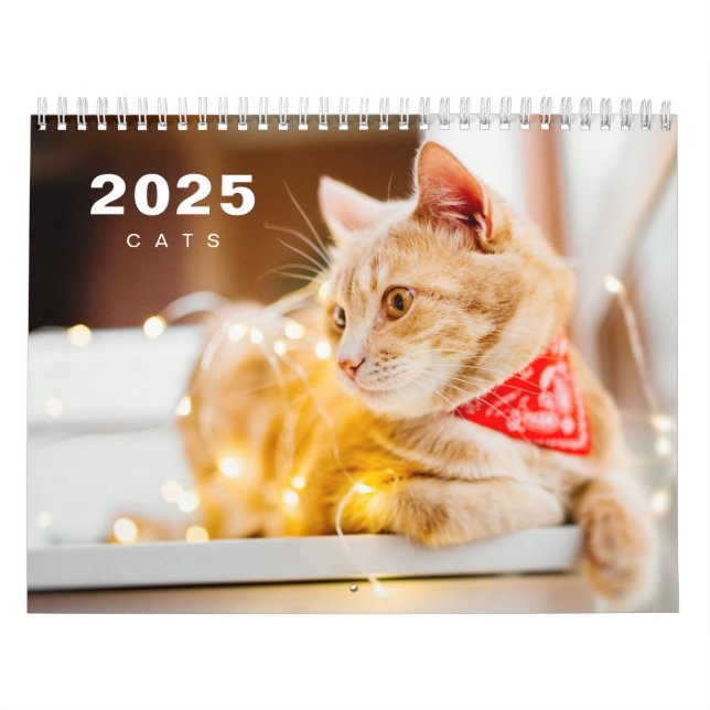 Katter Foto Modern 2025-kalender Kalender (Omslag)