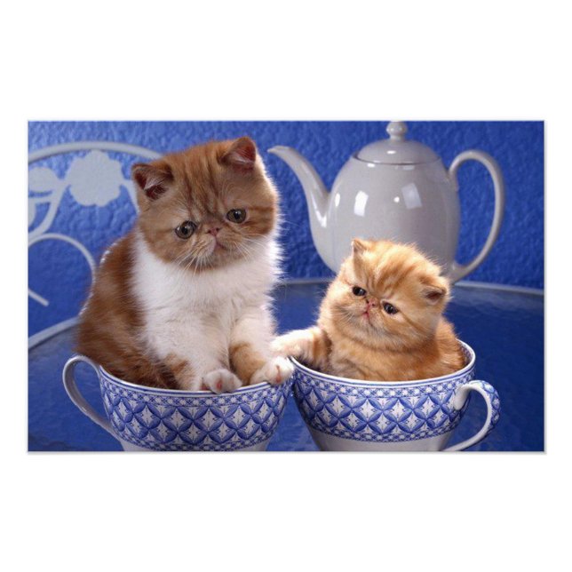 katter fototryck (Framsidan)