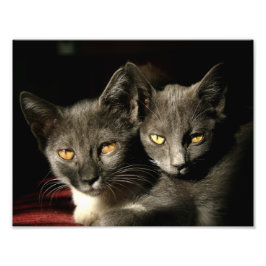 Katter - fotoutskrift fototryck