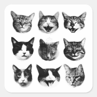 Katter Fyrkantigt Klistermärke