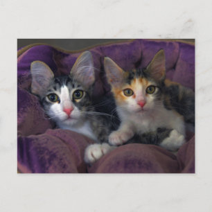 Katter i en lila säng vykort