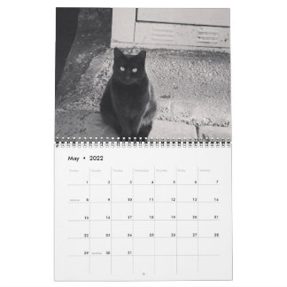 Katter i ISTANBUL-kalendern Kalender
