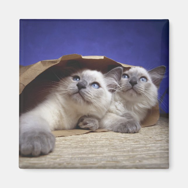 Katter i pappra säckar magnet (Framsidan)