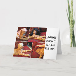 Katter i påsar (tomma inuti) kort