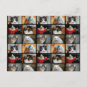 Katter Katter Katter Vykort
