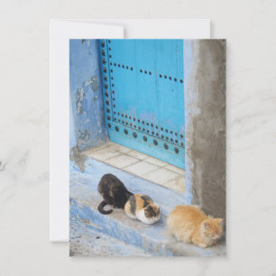 Katter, kokaouen, marockkort