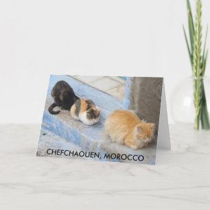 Katter, kokaouen, Marocko Kort