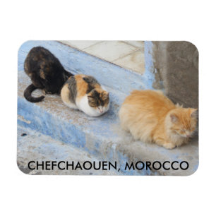 Katter, kokaouen, Marocko Magnet