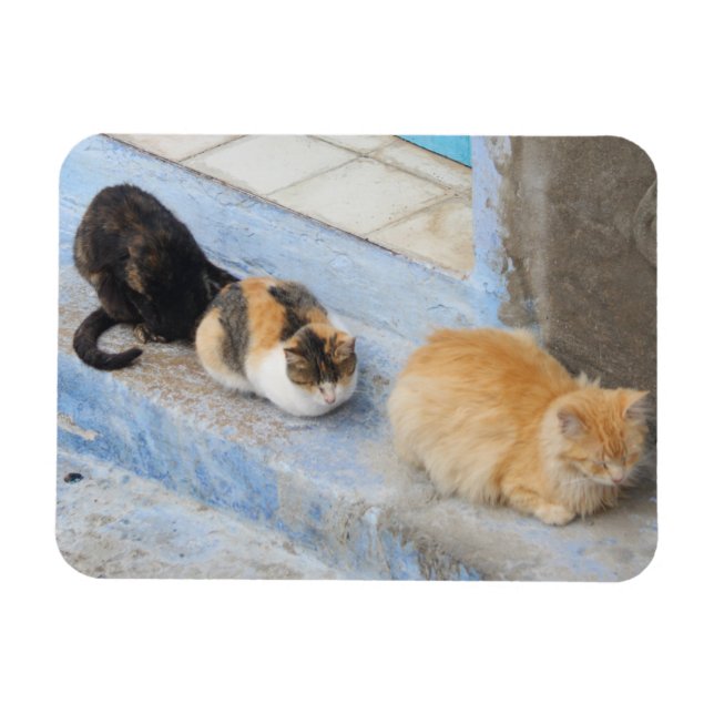 Katter, kokaouen, Marocko Magnet (Horisontell)