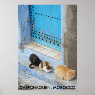 Katter, kokaouen, Marocko Poster