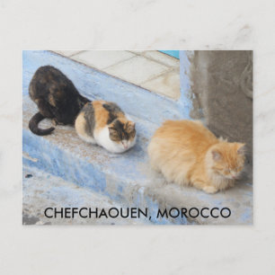 Katter, kokaouen, Marocko Vykort