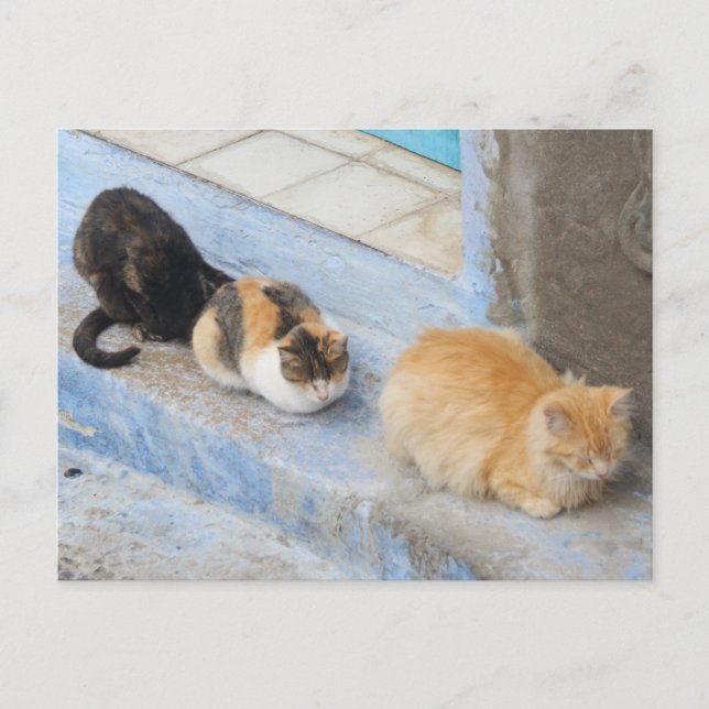 Katter, kokaouen, Marocko Vykort (Framsida)