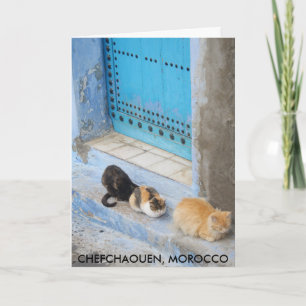 Katter, koschouen, Marocko Kort